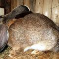Wie verhält sich das Kaninchen vor dem Nest und wie viele Tage dauert es, um das Nest vorzubereiten?