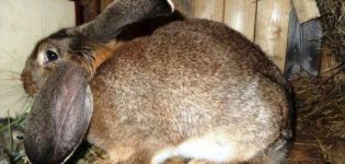 Hvordan opfører kaninen sig inden reden og hvor mange dage det tager at forberede reden