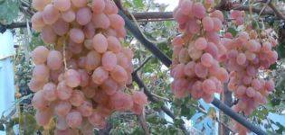 Characteristics of the Taifi grape variety, cultivation features and a description of the yield