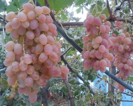 Características de la variedad de uva Taifi, características de cultivo y descripción del rendimiento