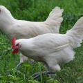 Mô tả và quy tắc nuôi gà giống Bress Galskaya