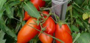 Eigenschaften und Beschreibung der Kaspar-Tomatensorte, deren Ertrag
