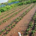 Pros y contras de cultivar papas según el método Mittlider, cómo plantar correctamente