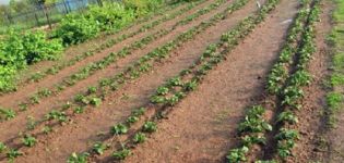 Pros y contras de cultivar papas según el método Mittlider, cómo plantar correctamente