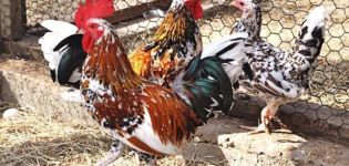 Descrizione e regole per mantenere la razza nana di polli Bentamki