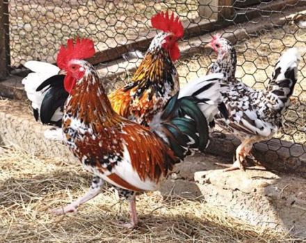 Opis i pravila za držanje patuljaste pasmine kokoši Bentamki