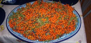 How and when to collect sea buckthorn, industrial and homemade devices