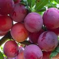 Description de la variété de prune Starter, pollinisateurs, culture et soins