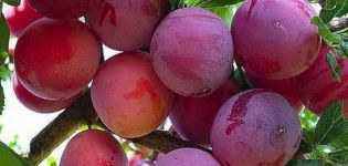 Descripció de la varietat de pruna Arrancada, pol·linitzadors, cultiu i cura