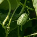 Beskrivelse af den afrikanske melotria-agurksort, dens funktioner, egenskaber og dyrkningsregler
