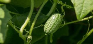 Descrizione della varietà di cetriolo African Melotria, le sue caratteristiche, proprietà e regole di coltivazione
