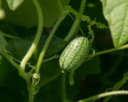 Beschrijving van de Afrikaanse Melotria-komkommervariëteit, de kenmerken, eigenschappen en teeltregels