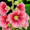 How to plant, grow and care for mallow, do you need to prune for the winter