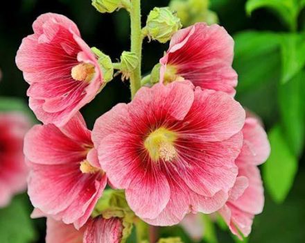 How to plant, grow and care for mallow, do you need to prune for the winter