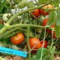 Labākās un ražīgākās tomātu šķirnes vidējai joslai atklātā laukā un siltumnīcās