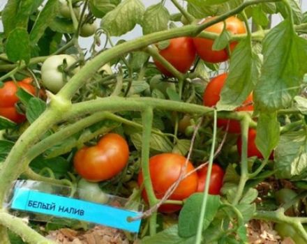 Labākās un ražīgākās tomātu šķirnes vidējai joslai atklātā laukā un siltumnīcās