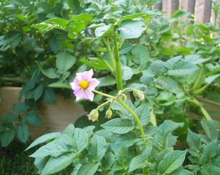 The reasons why potatoes do not bloom, what to do to have a harvest?
