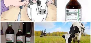 Sığırlar, dozaj ve kontrendikasyonlar için Nitox 200 kullanım talimatları