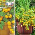 Opis sorte rajčice Biserno žuta i značajke uzgoja