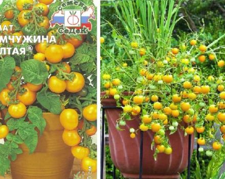 Description of the variety of tomatoes Pearl yellow and cultivation features
