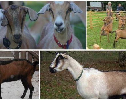 Description of the breed and characteristics of German variegated goats, care and where to buy