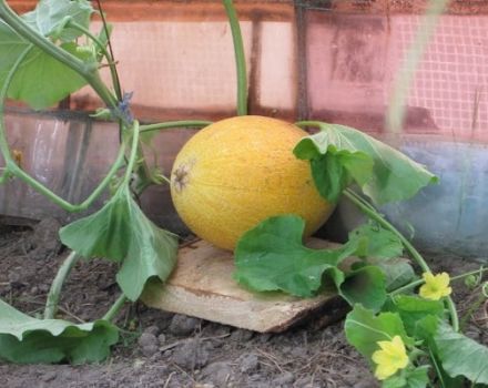 Beskrivelse af Altai-melonsorten, funktioner i dyrkning og pleje