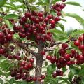 Caratteristiche della varietà di ciliegie Turgenevka, descrizione della semina e cura e impollinatori