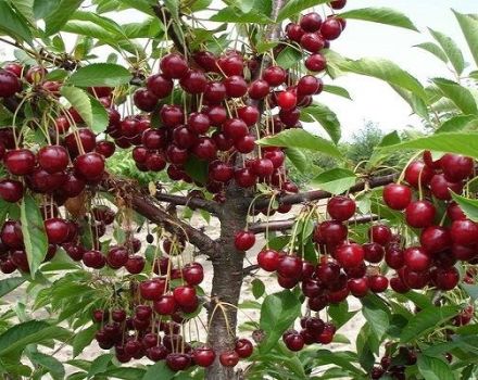 Vyšnių veislės „Turgenevka“ charakteristikos, sodinimo ir priežiūros bei apdulkintojų aprašymas