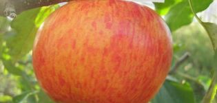 Beschreibung der Apfelsorte Celeste und Krankheitsresistenz, Winterhärte