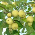 Beskrivelse og karakteristika for æblesorten Ural Nalivnoe, frostbestandighed og kultiveringsfunktioner