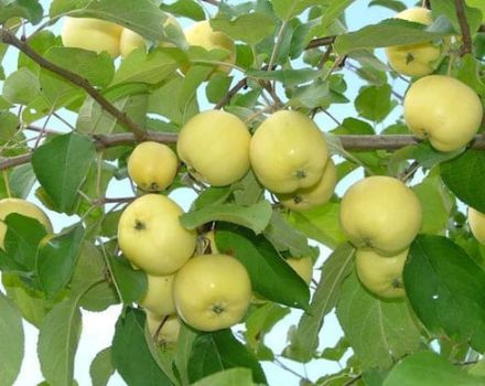 Opis i cechy odmiany jabłka Ural Nalivnoe, mrozoodporność i cechy uprawowe