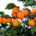 Tsarsky-aprikoosivalikoiman kuvaus, pakkaskestävyyden ominaisuudet, istutus ja hoito
