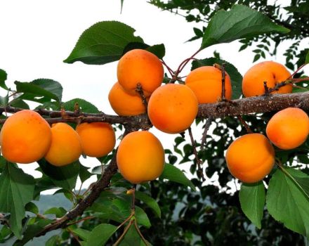 Beskrivelse af Tsarsky-abrikossorten, egenskaber ved frostbestandighed, plantning og pleje
