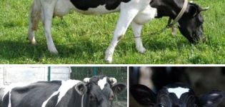 รายละเอียดและลักษณะของวัวสายพันธุ์ Yaroslavl ข้อดีข้อเสีย