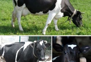 Mô tả và đặc điểm của bò thuộc giống Yaroslavl, ưu nhược điểm của chúng