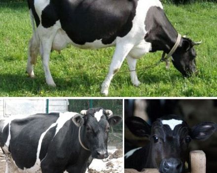 Beskrivelse og karakteristika for køer af Yaroslavl-racen, deres fordele og ulemper