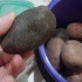 Beschreibung der Sorten schwarzer Kartoffeln, Merkmale des Anbaus und der Pflege