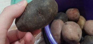 Opis sorti crnog krumpira, značajke uzgoja i njege
