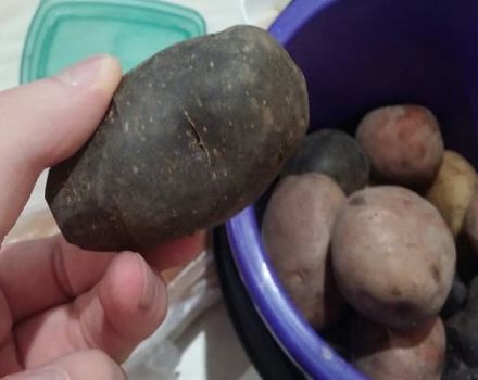 Beschrijving van variëteiten van zwarte aardappelen, kenmerken van teelt en verzorging