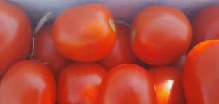 Beschrijving van de hybride variëteit van Chibli-tomaat, de teelt ervan