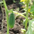 How to grow cucumbers in the open field in the Leningrad region, the best varieties