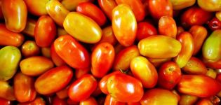 وصف صنف الطماطم إيرين ، وخصائص الزراعة والرعاية