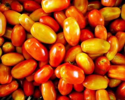 Pomidorų veislės „Irene“ aprašymas, auginimo ir priežiūros ypatybės