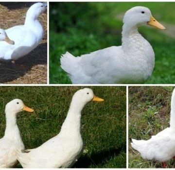 Descrição e características dos patos da raça Blagovar, condições de detenção
