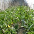 How to grow and care for courgettes in a polycarbonate greenhouse