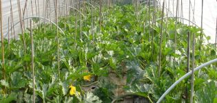 Kuinka kasvattaa ja säilyttää kesäkurpitsaa polykarbonaattikasvihuoneessa