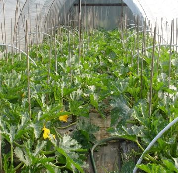 Come coltivare e prendersi cura delle zucchine in una serra in policarbonato