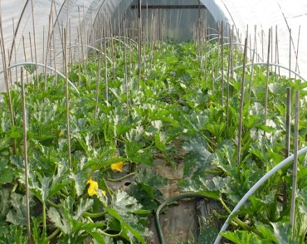 Wie man Zucchini in einem Gewächshaus aus Polycarbonat züchtet und pflegt
