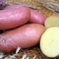 وصف صنف البطاطس كراسافشيك ، ملامح النمو والرعاية