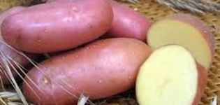 Descripció de la varietat de patates Krasavchik, característiques de cultiu i cura